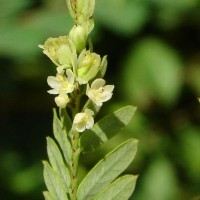 Phyllanthus racemosus L.f.